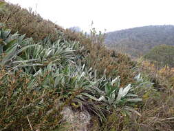 Image of Celmisia latifolia (F. Müll. ex Benth.) M. Gray & D. R. Given