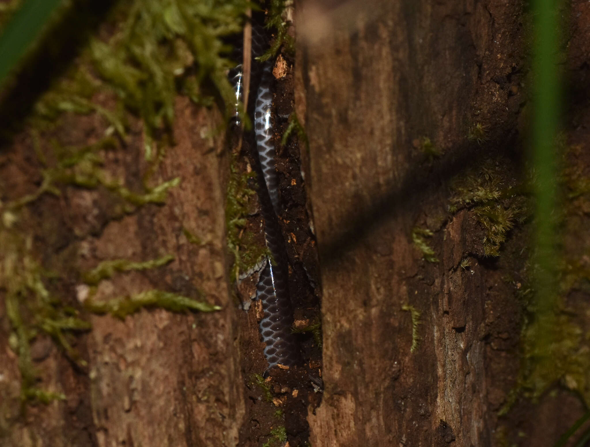 Imagem de Trilepida macrolepis (Peters 1858)