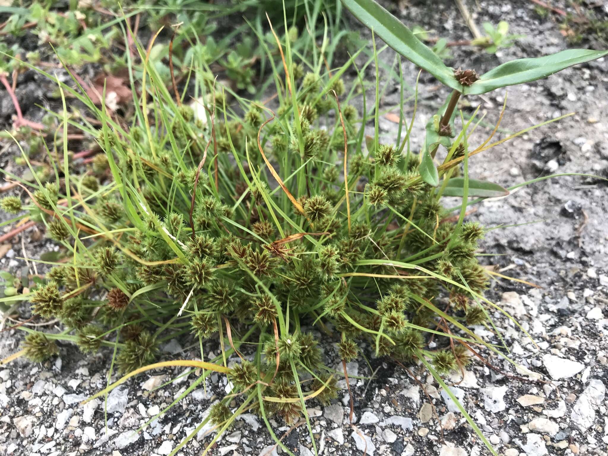 Image of bearded flatsedge