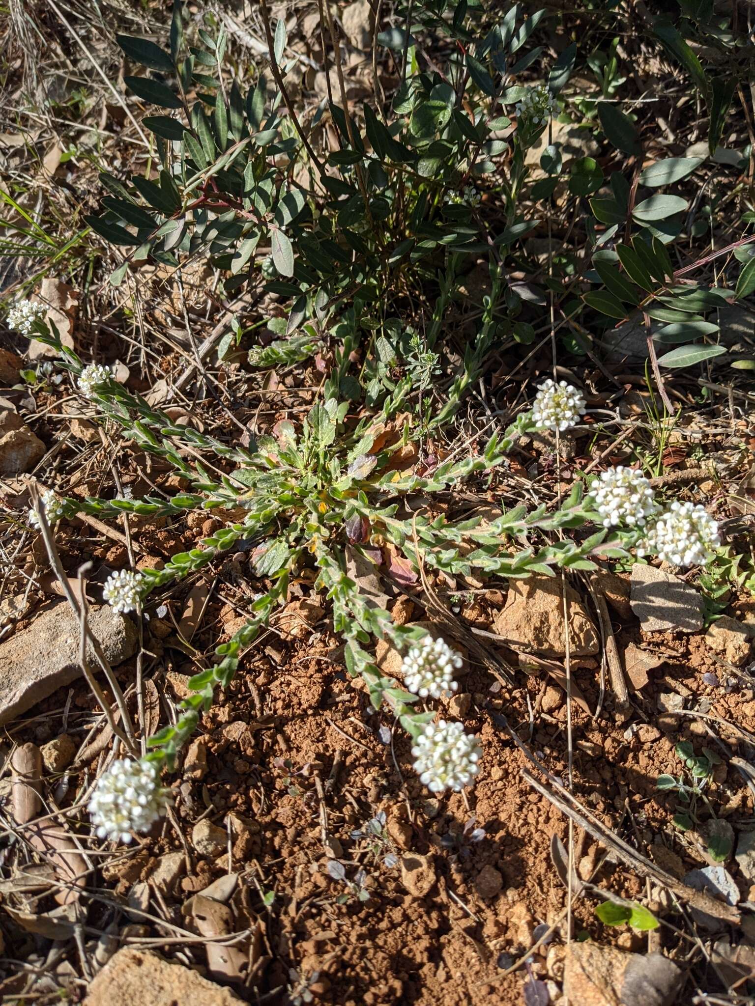 صورة Lepidium hirtum (L.) Sm.