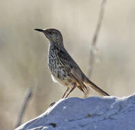 Image of Oreoscoptes Baird & SF 1858