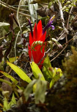 Image of Tillandsia multicaulis Steud.