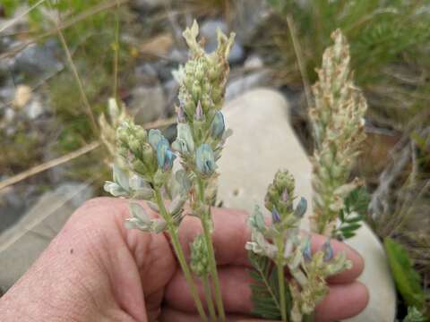 Image of field locoweed