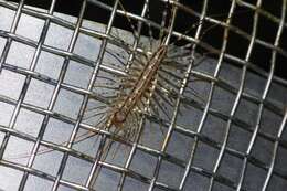 Image of Japanese House Centipede