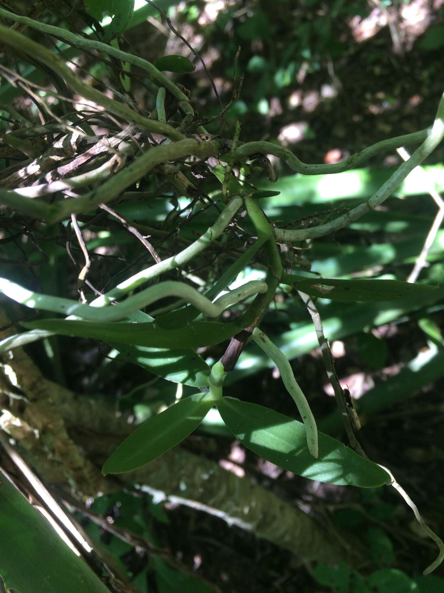 Image of Fairy bentspur orchid