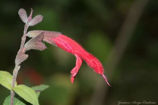 Imagem de Salvia fulgens Cav.