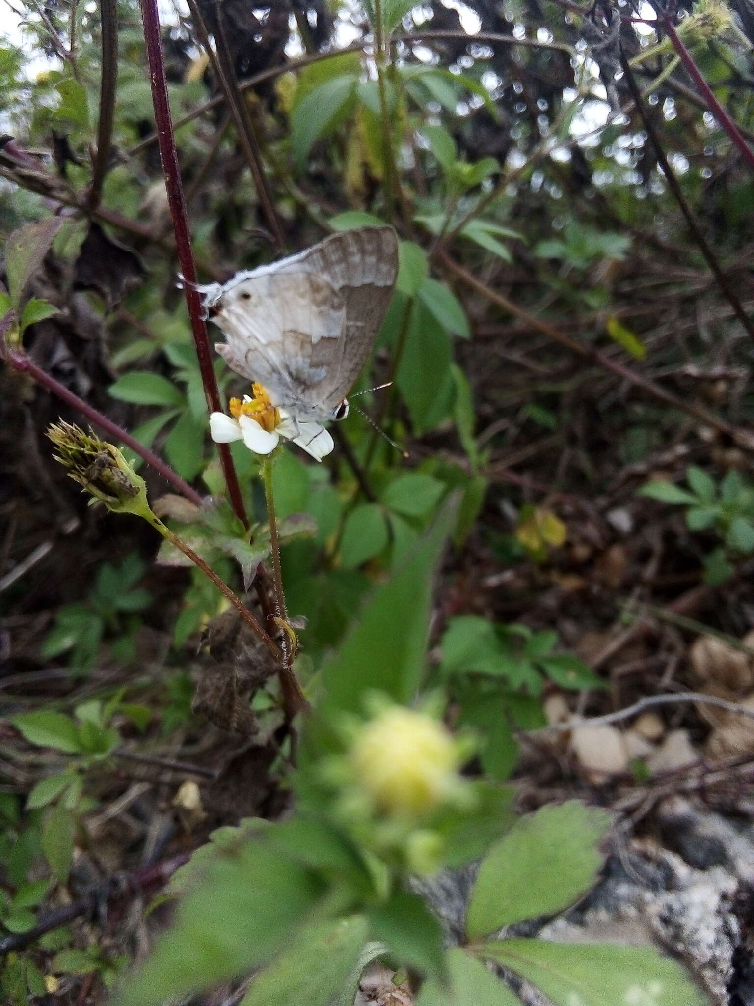 Image of White Scrub-Hairstreak