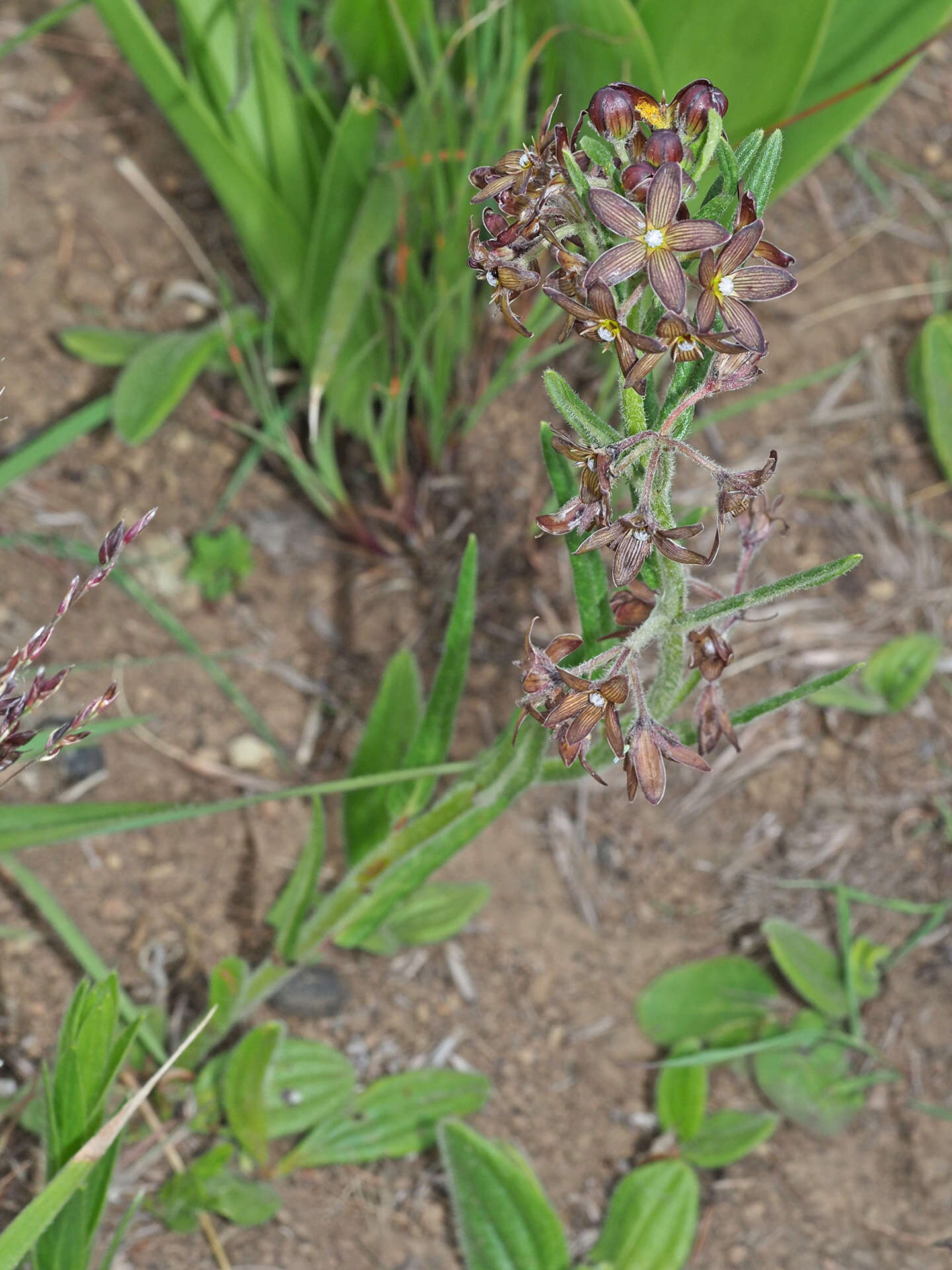 Schizoglossum stenoglossum Schltr.的圖片