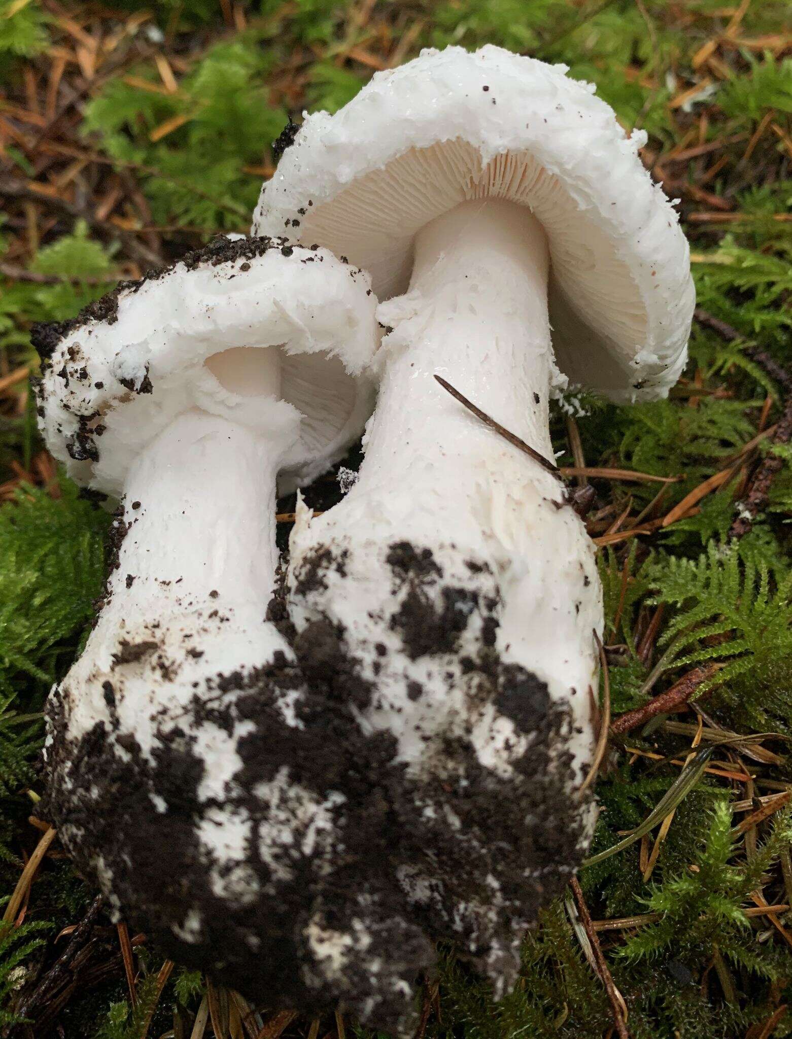 Image of Amanita silvicola Kauffman 1926