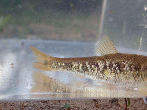 Image of Bluefin stoneroller