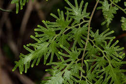 Image of Climbing fern