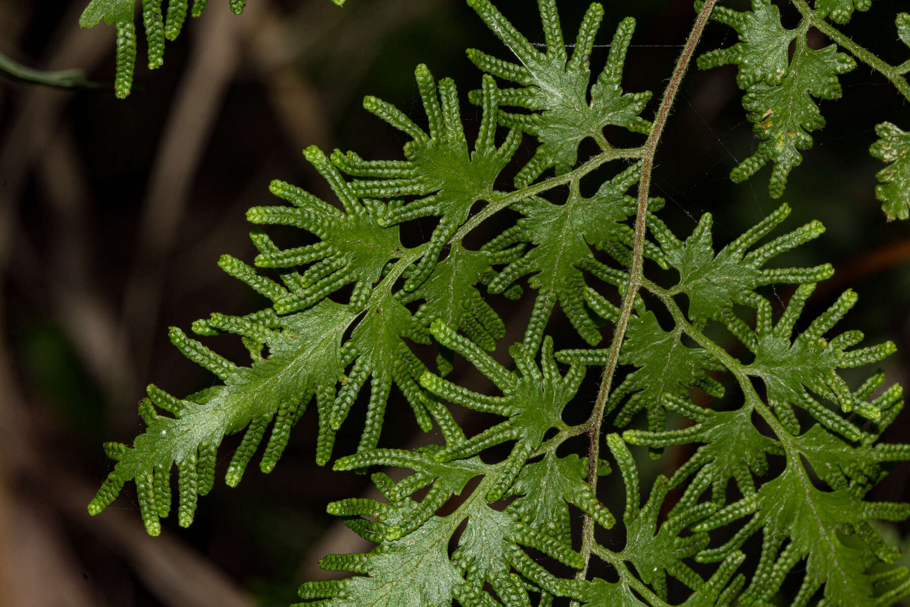 Image of Climbing fern