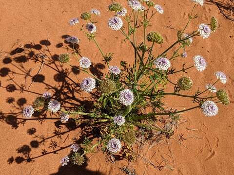 Imagem de Trachymene glaucifolia (F. Müll.) Benth.