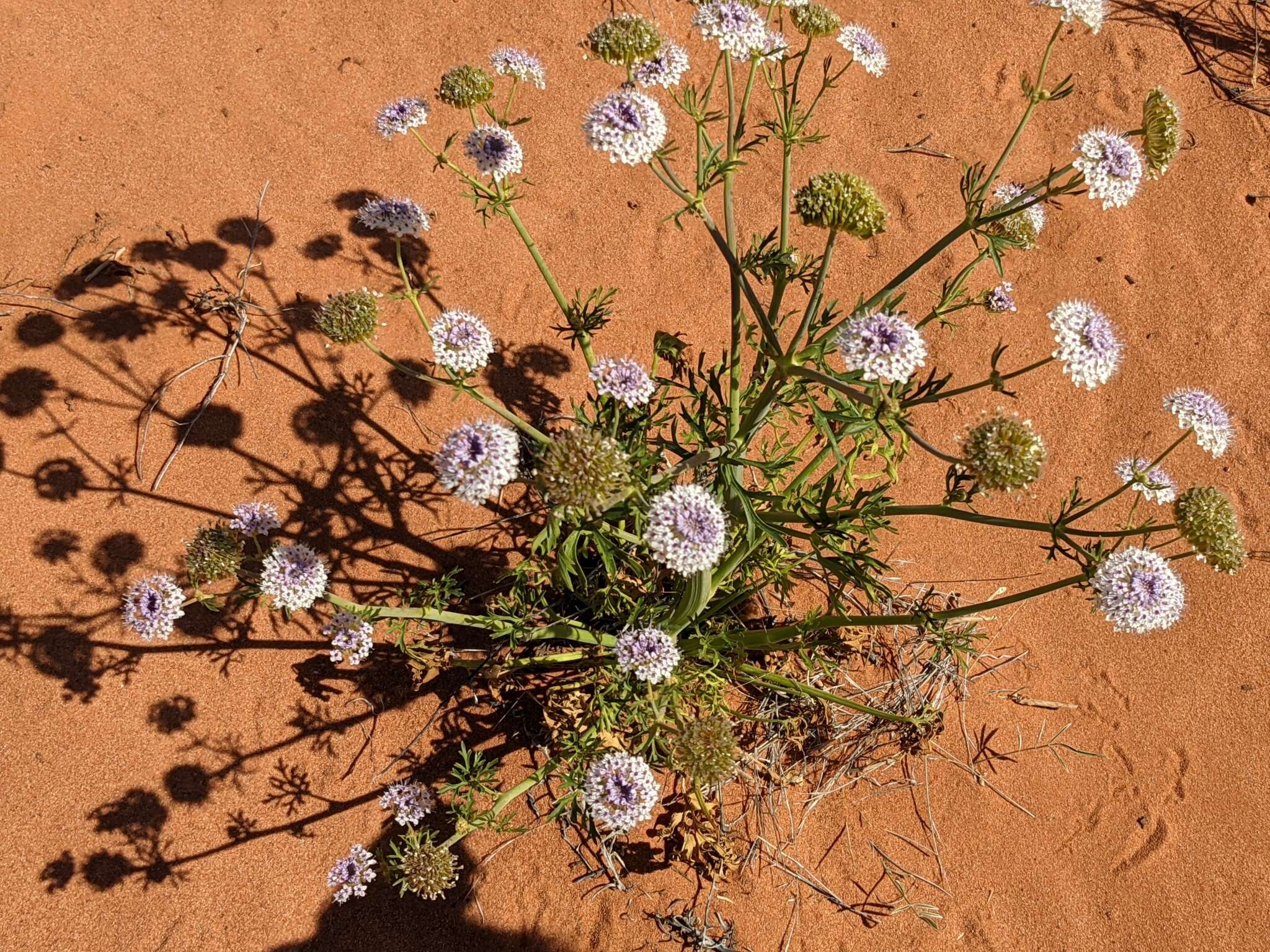 Imagem de Trachymene glaucifolia (F. Müll.) Benth.