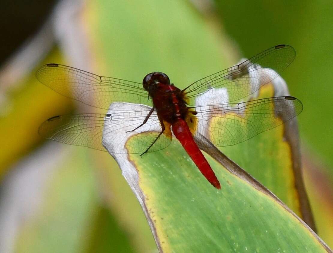 Imagem de Rhodothemis rufa (Rambur 1842)