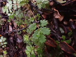 Image of Acaena emittens B. H. Macmillan