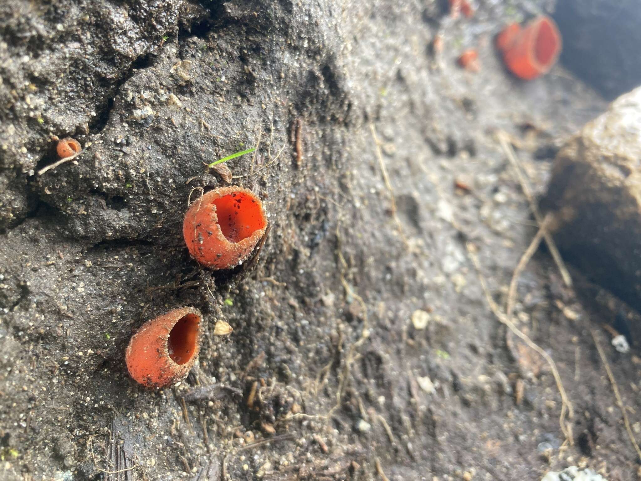 Image de Pseudaleuria quinaultiana Lusk 1987