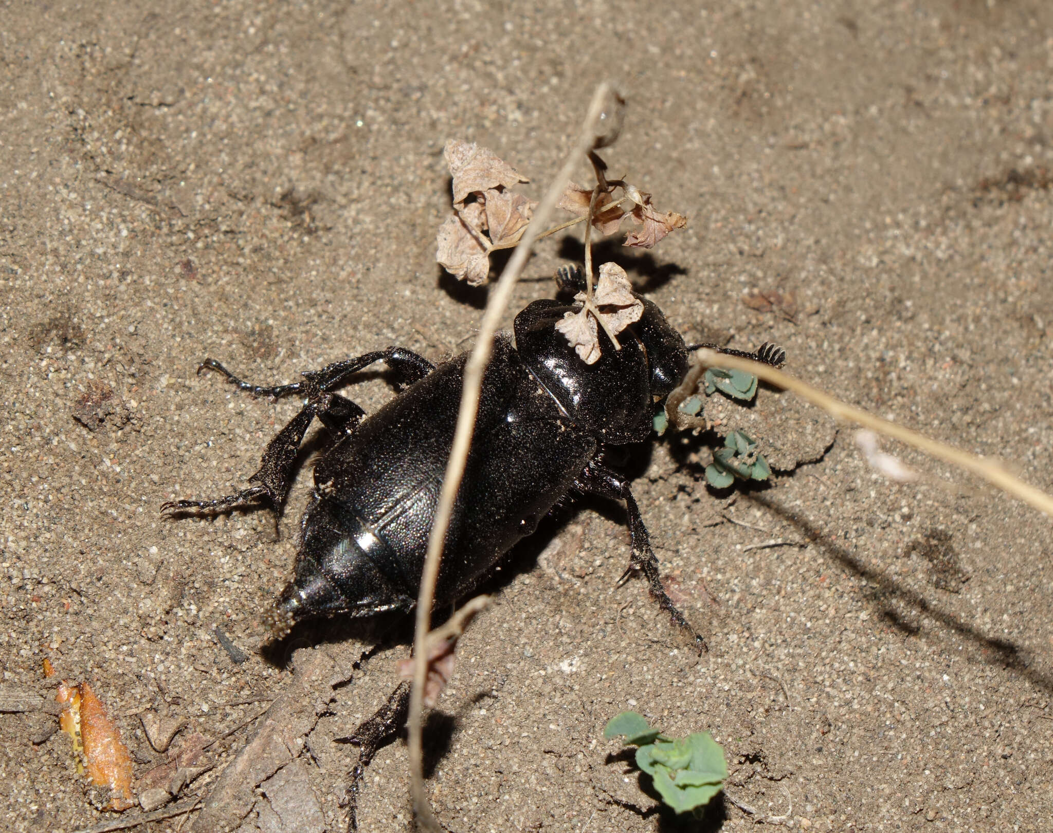 Image of Nicrophorus (Nicrophorus) morio (Gebler 1817)