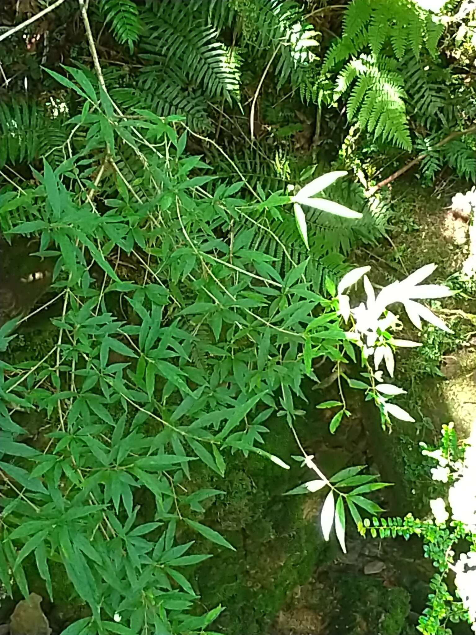 Image of Callicarpa randaiensis Hayata