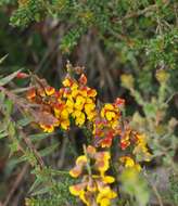 Слика од Sphaerolobium vimineum Sm.