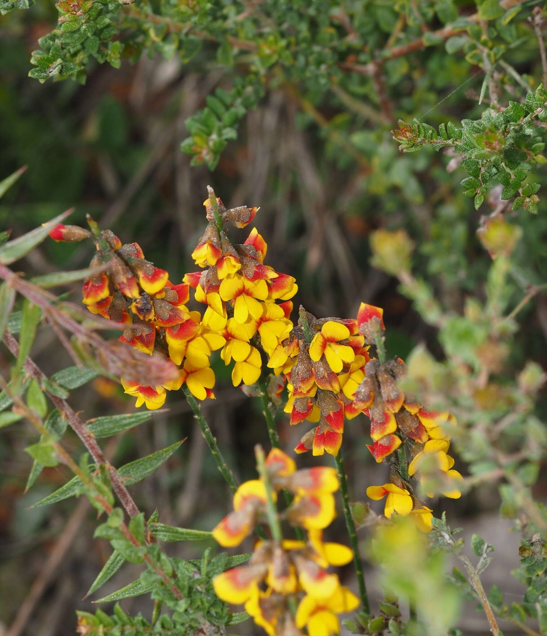 Слика од Sphaerolobium vimineum Sm.