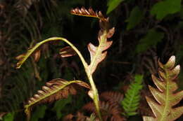 Image of Woodwardia unigemmata (Mak.) Nakai