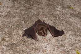 Image of Vietnamese Leaf-nosed Bat