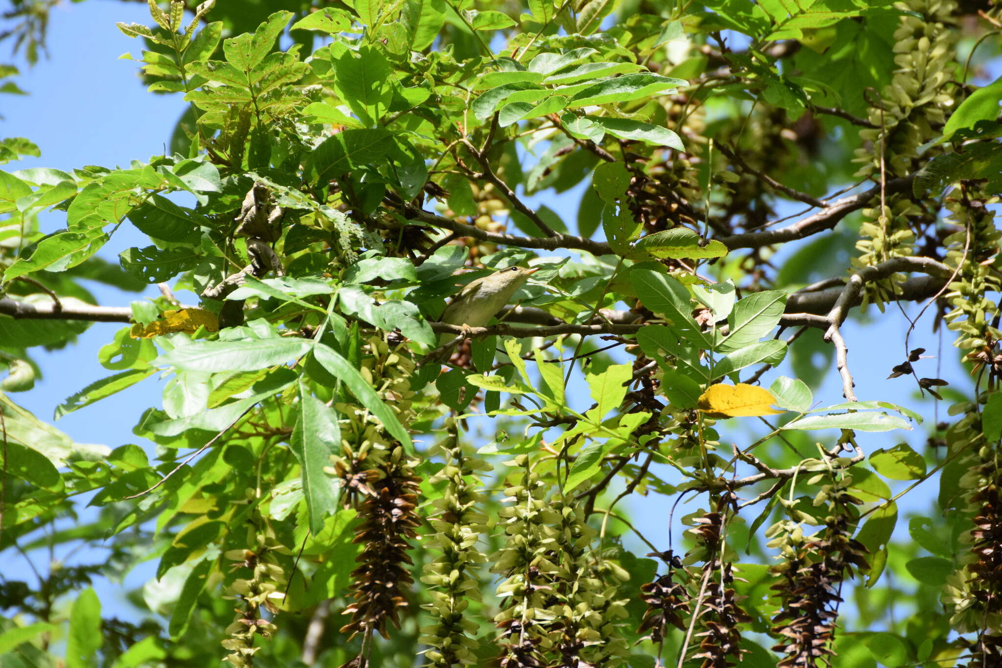 Слика од Pterocarya stenoptera C. DC.