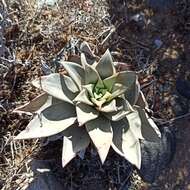 Imagem de Dudleya gatesii Johansen