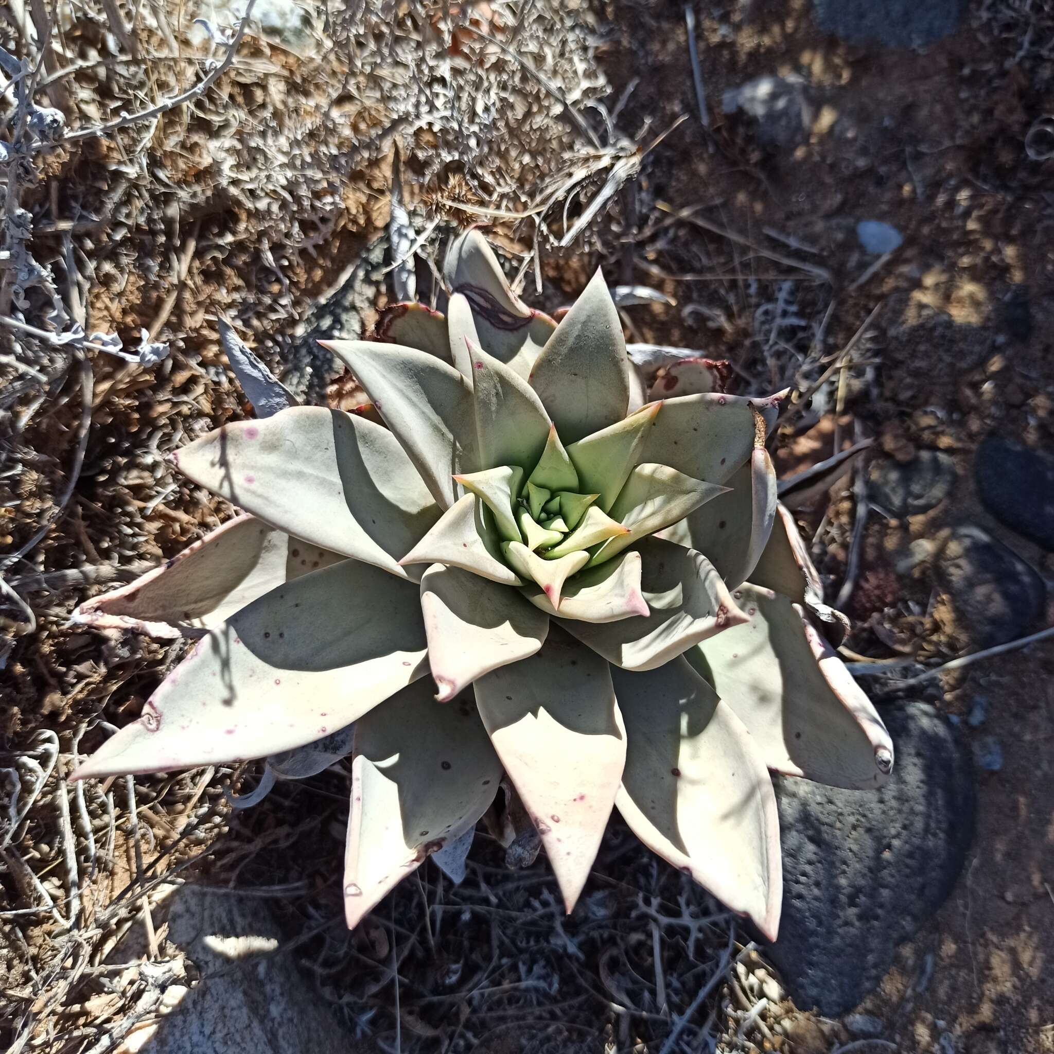 Imagem de Dudleya gatesii Johansen