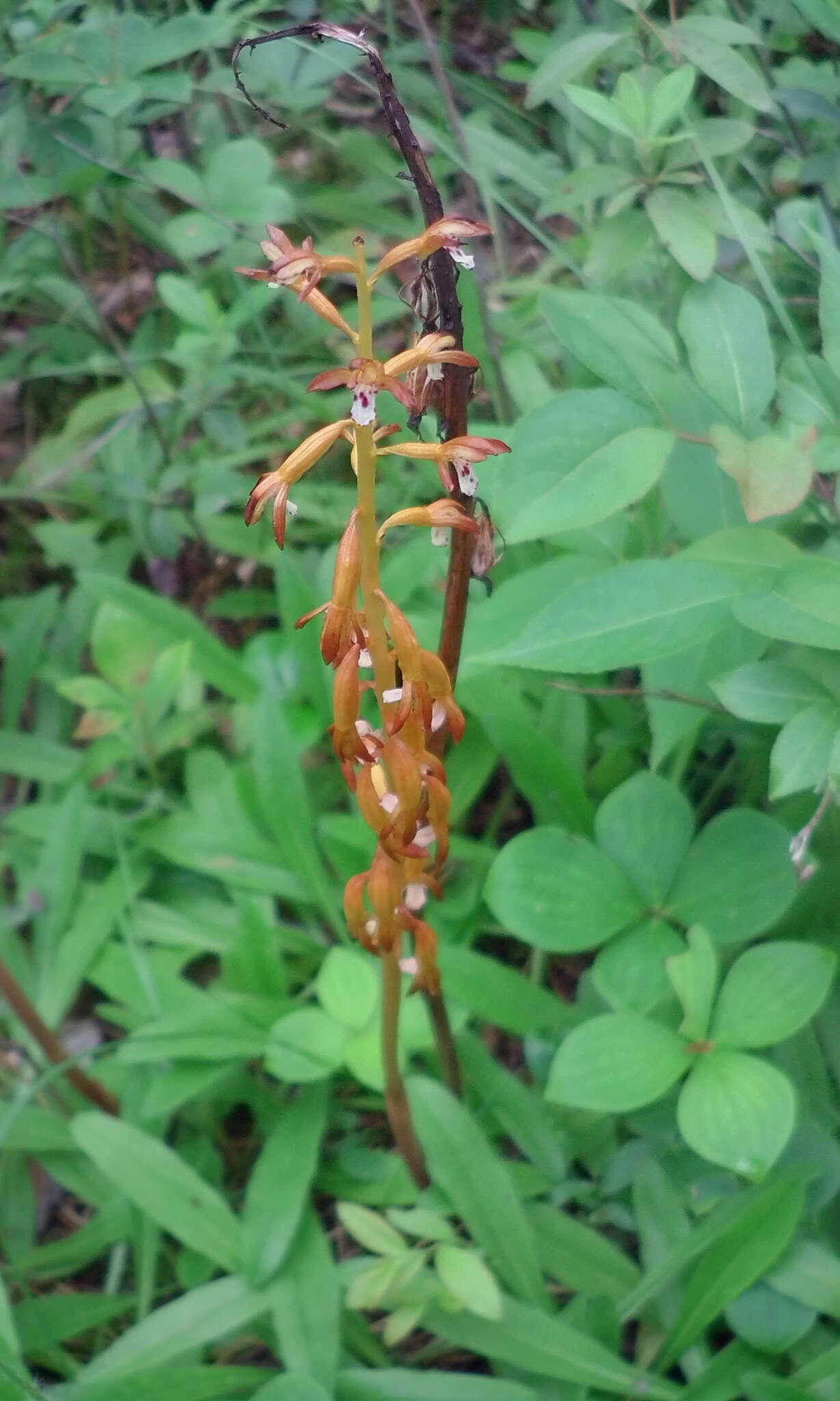 Image of Corallorhiza maculata var. maculata