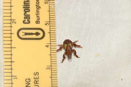 Image of Nanina Oak-Slug Moth