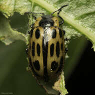 Image of Chrysomela (Macrolina) confluens Rogers 1856