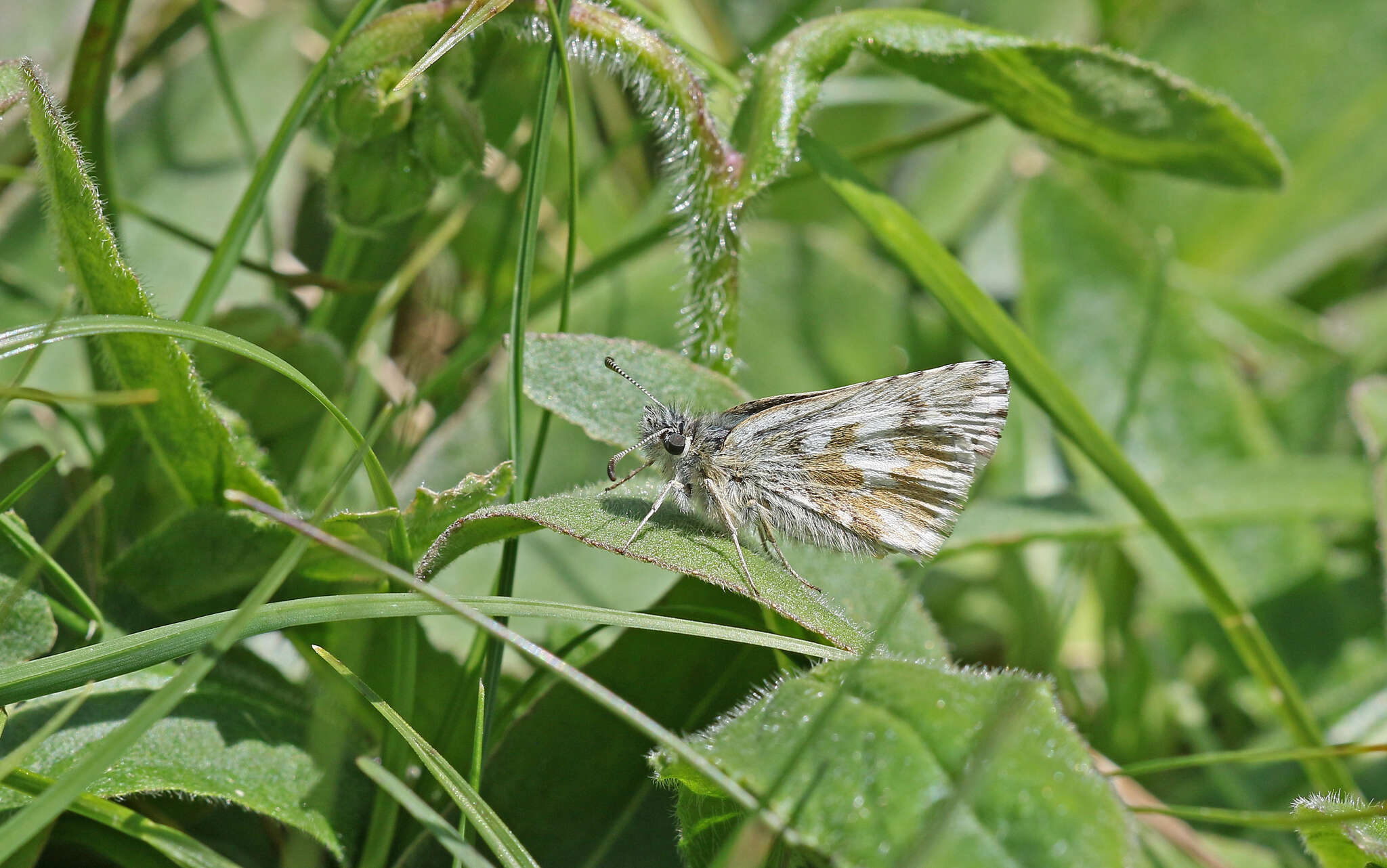 Image of Dusky Grizzled Skipper