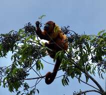 Image of Guianan Red Howler Monkey