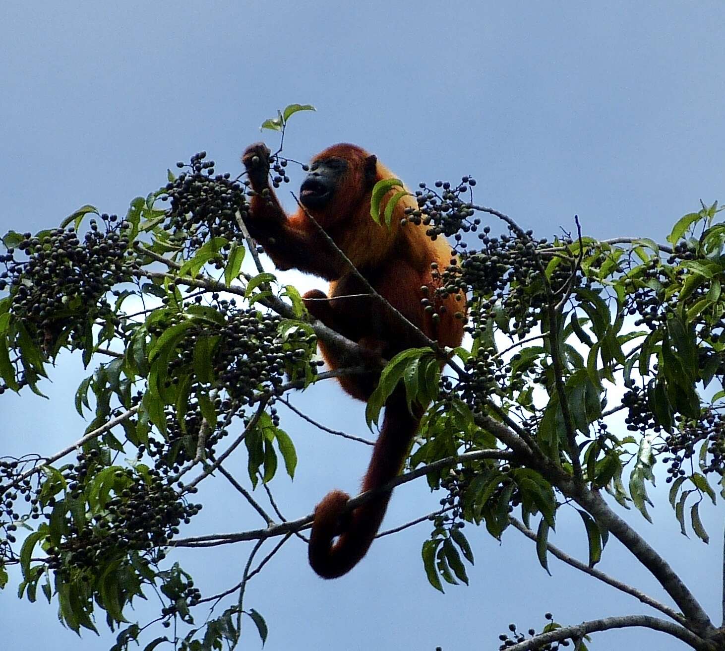 Imagem de Alouatta macconnelli Elliot 1910