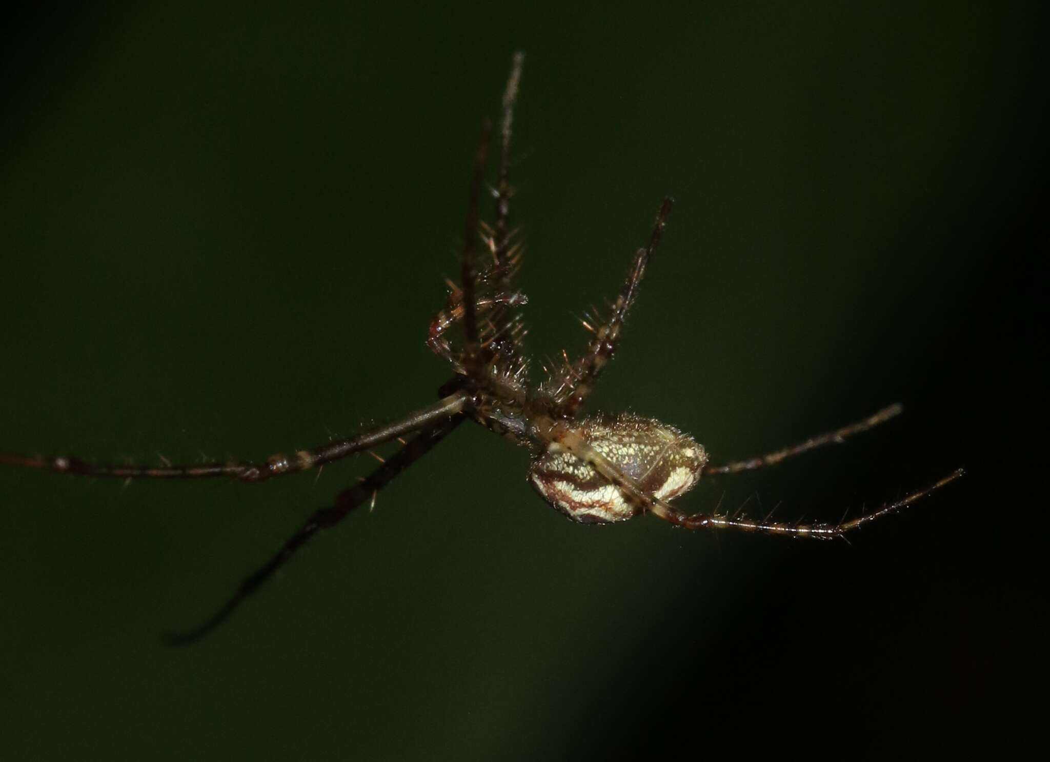 Image de Tetragnatha pilosa Gillespie 1992