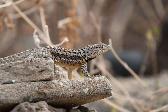 Plancia ëd Microlophus grayii (Bell 1843)