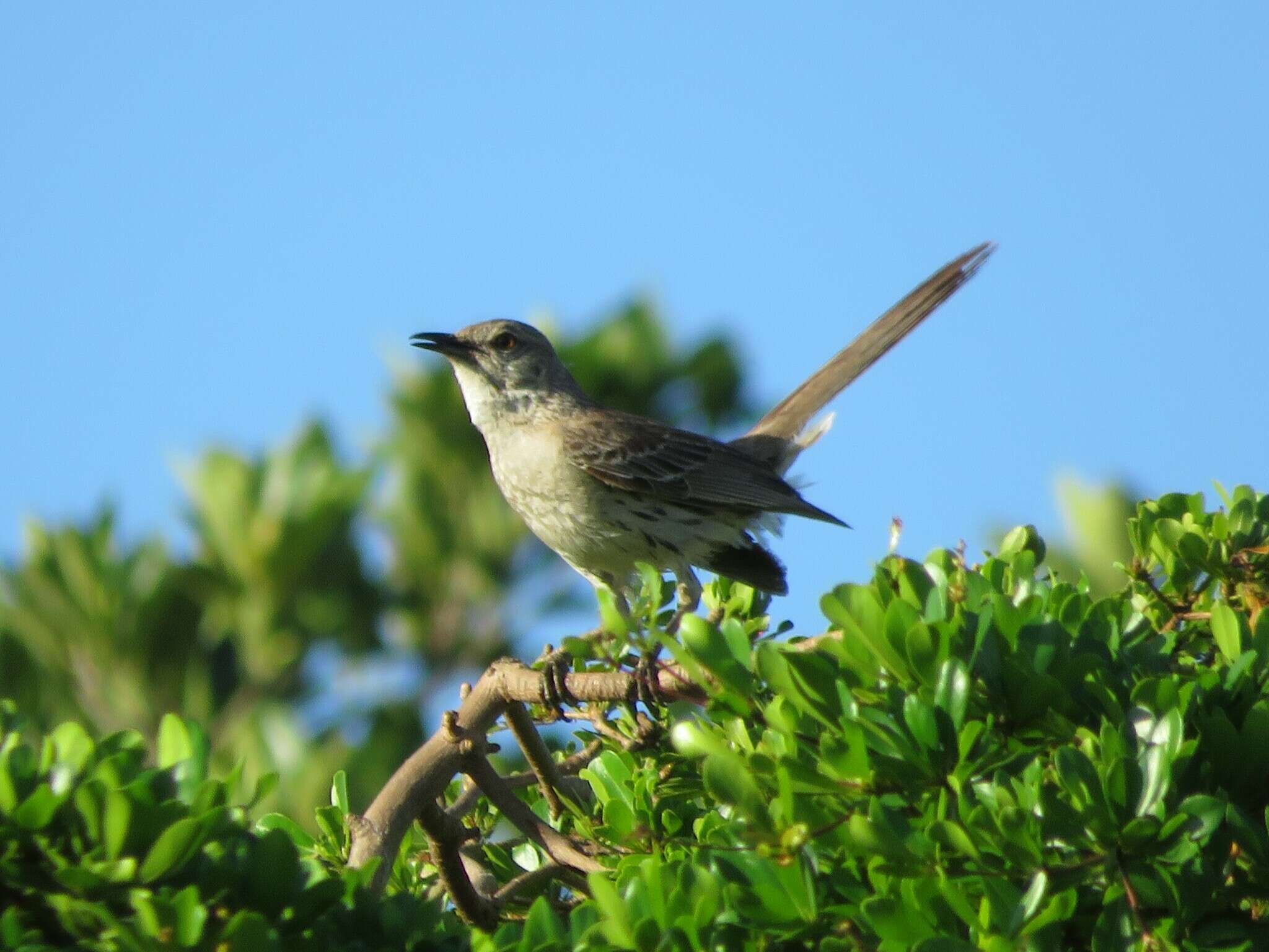 Image of Bahama Mockingbird