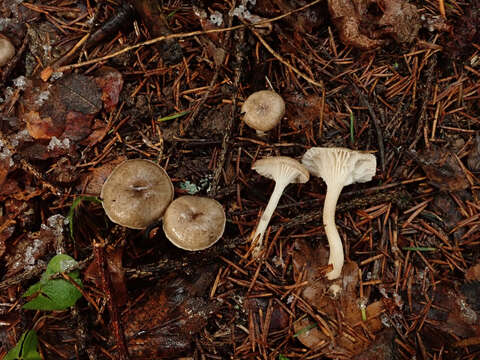 Image of Hygrophorus pustulatus (Pers.) Fr. 1838