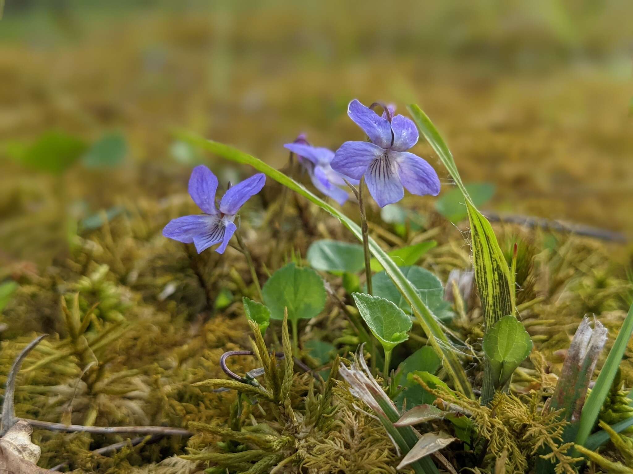 Image of Appalachian violet