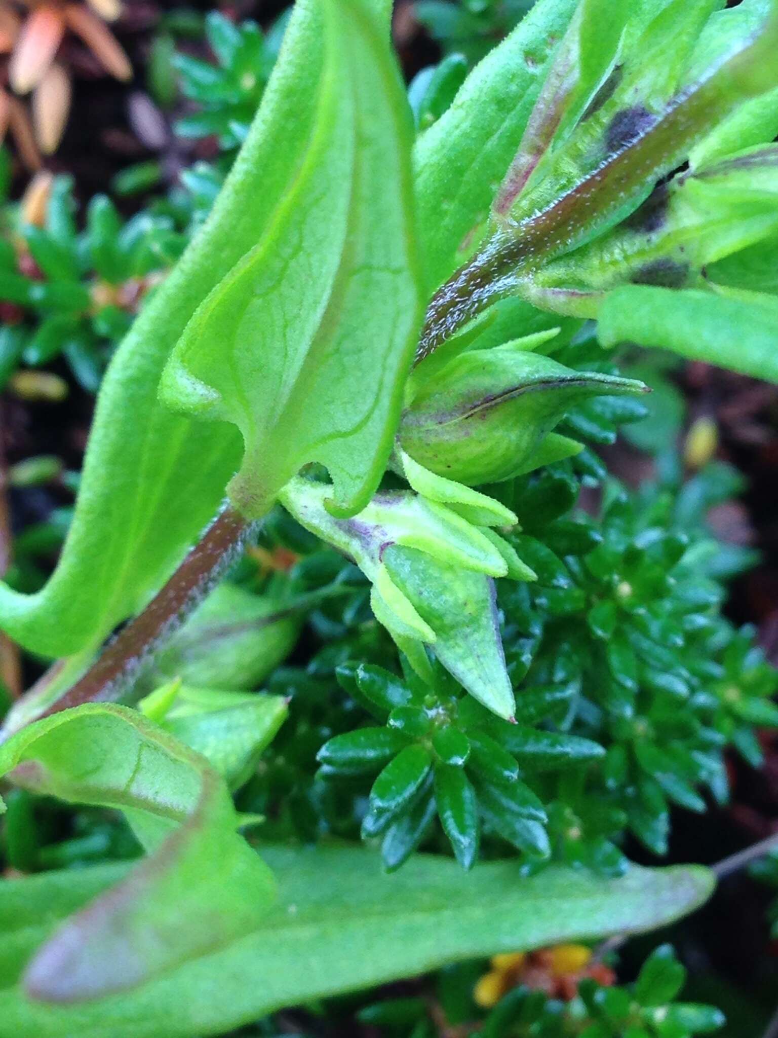 Image of Small cow-wheat