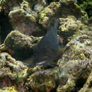 Image of Gargantuan blenny