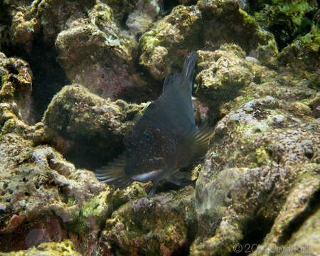 Image of Gargantuan blenny