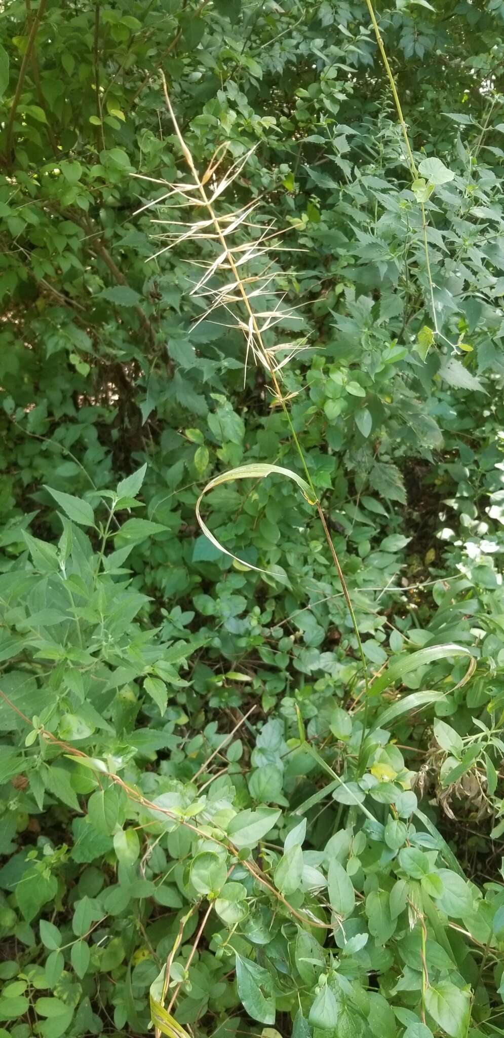 Image of eastern bottlebrush grass