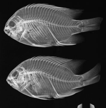 Image of Galapagos ringtail damselfish