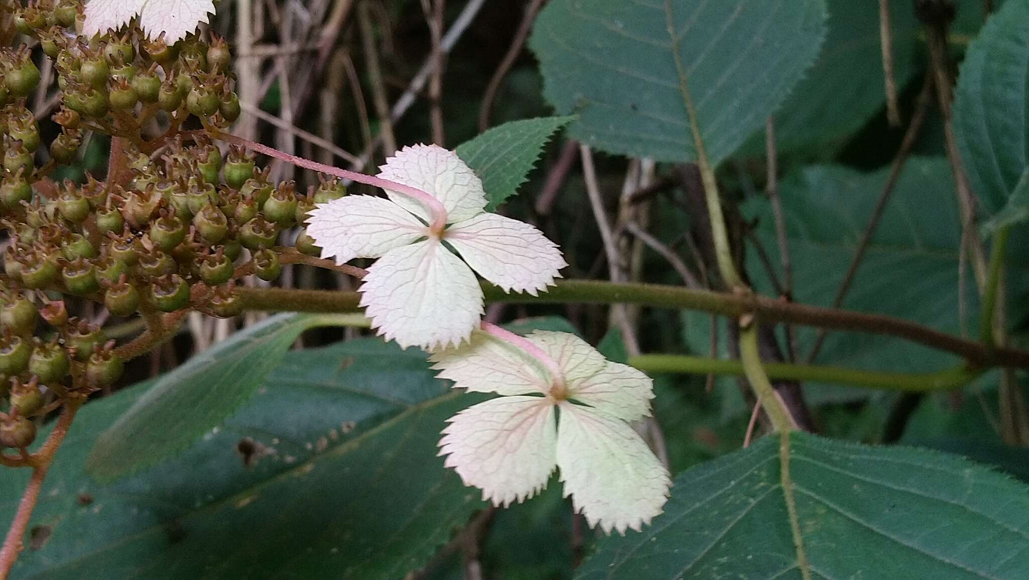 Image of Hydrangea aspera Buch.-Ham. ex D. Don