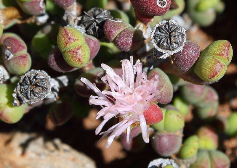 Image of Octopoma quadrisepalum (L. Bol.) H. E. K. Hartm.