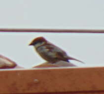 Image of Italian Sparrow