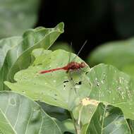 Image of Erythemis carmelita Williamson 1923